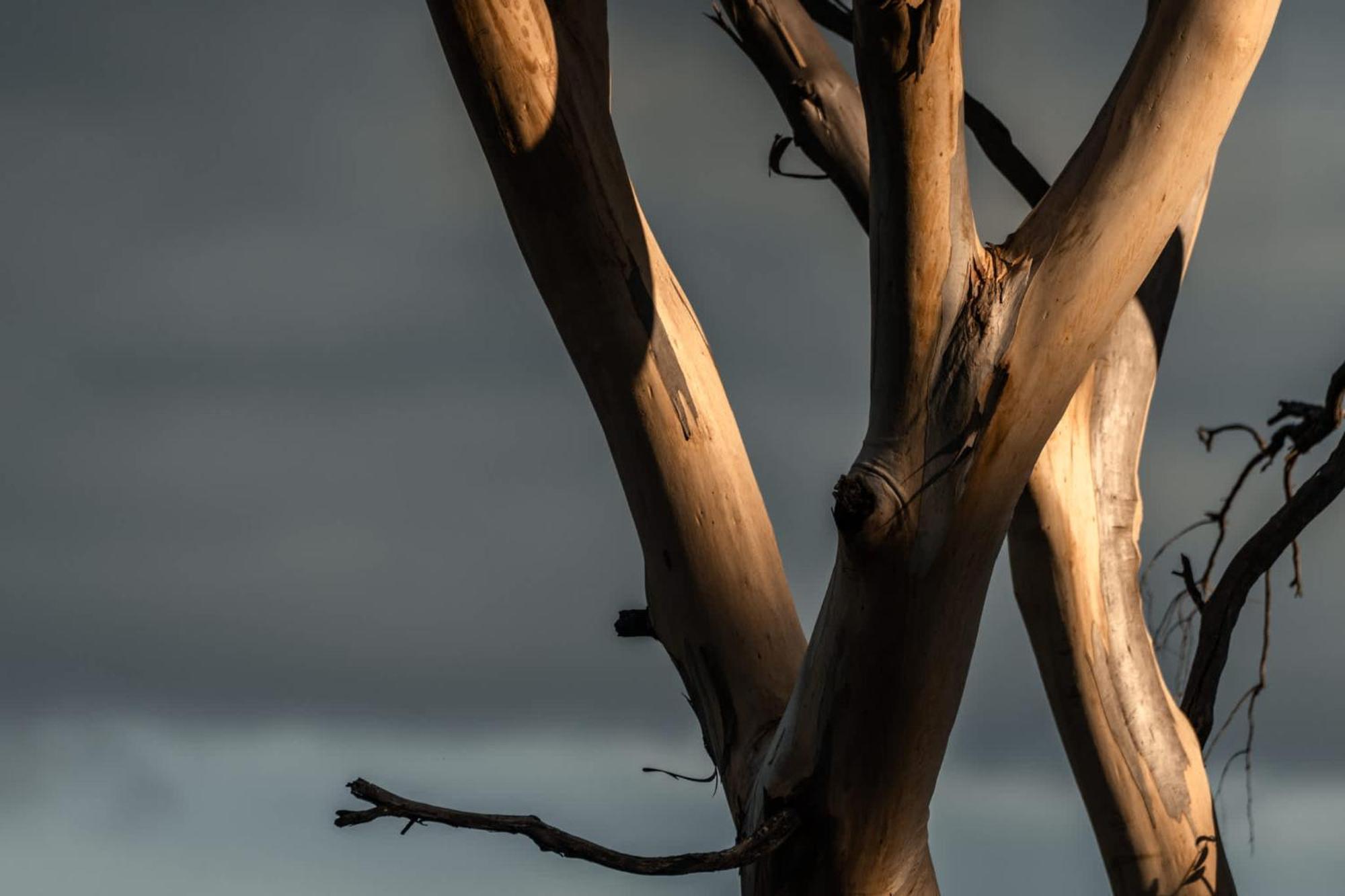 Hotel Numie - Freycinet Peninsula - Glamping - Heated - Waterfront Coles Bay Exterior foto